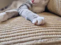 Ориентальный котёнок кошечка, фотография 2
