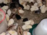 Продаются цыплята разных пород и цветные бройлеры,голошейки, фотография 2