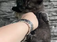 Котята шотландская вислоухая, фотография 4