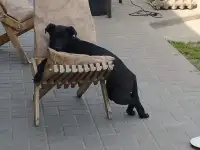 Отдам стерилизованную собачку, фотография 3