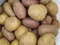 Продам домашний картофель