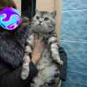 Шотландские котята, фотография 6