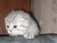 Шотландские чистокровные котята, фотография 2