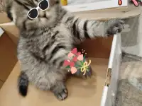 Шотландские котята, фотография 6