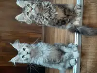 Мейн кун, фотография 4