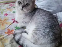 Манчкин кот