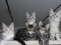 Мейн-кун котята, фотография 5