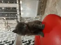 Кошечки мейн-кун, фотография 2