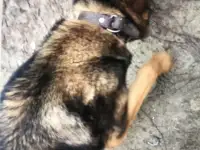 Хозяин отзовись!, фотография 2