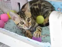 Бенгальский котенок девочка бейби фейс, фотография 8