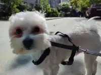 Молодая болонка кабель