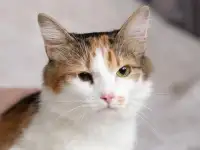 Пушинка - кошечка для человека, фотография 2
