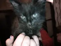 Милые и воспитанные котята ждут своих хозяев!, фотография 5