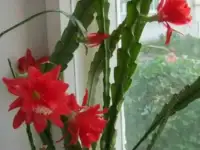 Лесной кактус эпифиллум цветущий ароматный, фотография 3