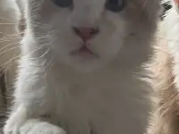 Котята Мейн Кун, фотография 2