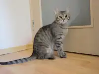 Полосатый котенок Лёлик спасен с улицы и ищет дом и любящую семью!, фотография 12