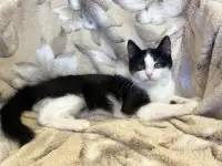 Самый ласковый Милс на свете, фотография 5