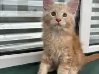 Котенок мейн кун, фотография 2