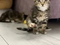 Котята-тигрята в добрые руки., фотография 8