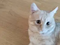 Отдам кота в хорошие руки, фотография 2