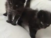 Котята Мейн-кун, фотография 5