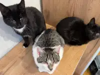 ПРИЮТУ СРОЧНО НУЖНА ПОМОЩЬ;