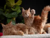 Девочка породы Мейн-кун