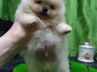 Померанский шпиц ,мини мальчик., фотография 3