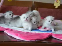 Шотландские котята, фотография 3