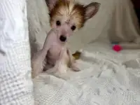Щенки девочки китайская хохлатая собака, фотография 2