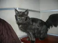 породистые котята мэйнкун, фотография 2