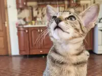 Ориентальный котенок, фотография 4