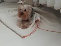 Йорк