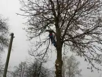 Спил сложных деревьев, фотография 2
