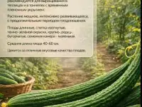 Огурцы салатные 1кг в день теплица китайский змей