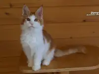 Мейн-кун  мальчик, фотография 2
