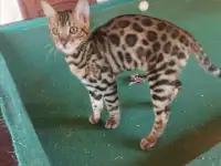 Продам бенгальского котика, фотография 6