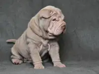 щенки шарпей, фотография 8