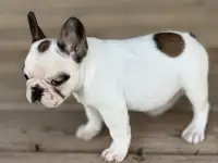 Французский бульдог, фотография 2