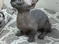 Котенок бамбино канадский сфинкс