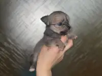 Малыш чихуахуа