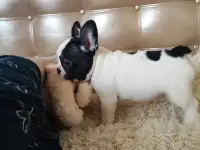 Продаются очаровательные щенки французского бульдога, фотография 3
