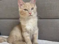 Рыжий котёнок Персик срочно ищет дом!