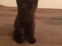 Котята в дар, фотография 4
