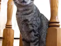 Кот Микки, кастрирован., фотография 3