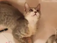 Котята в дар, фотография 4