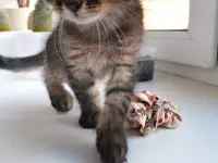 Отдам котят, фотография 3