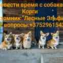 Провести время с собаками корги.