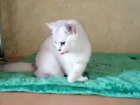 Британские котята, фотография 2
