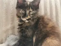 Котята Мейн Кунчики, фотография 6